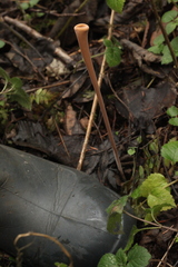 Macrotyphula fistulosa