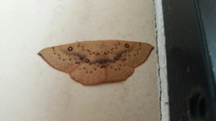 Cyclophora puppillaria