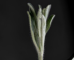 Chaetopappa asteroides