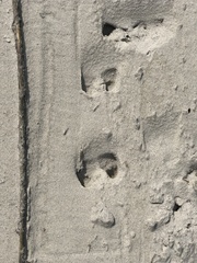 Equus asinus