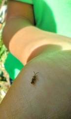 Teleonemia scrupulosa