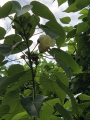 Thespesia populnea