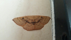 Cyclophora puppillaria