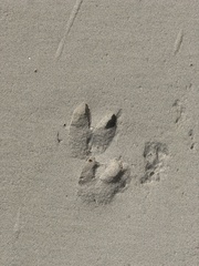 Equus asinus