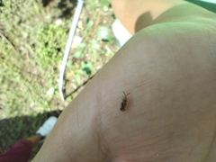 Teleonemia scrupulosa