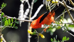 Drepanis coccinea