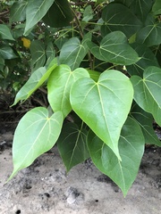 Thespesia populnea