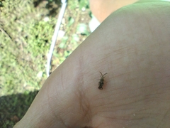 Teleonemia scrupulosa