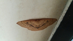 Cyclophora puppillaria