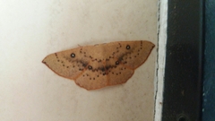 Cyclophora puppillaria