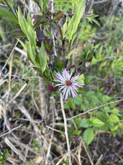 Ampelaster carolinianus