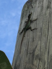 Anolis bimaculatus