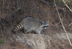 Procyon lotor