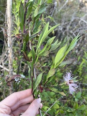 Ampelaster carolinianus