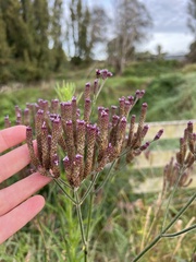 Verbena incompta