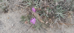 Centaurea aspera