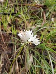 Dipterostemon capitatus