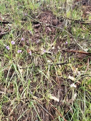 Dipterostemon capitatus