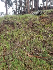 Dipterostemon capitatus