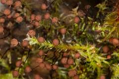 Cribraria cancellata
