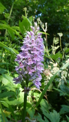 Dactylorhiza fuchsii