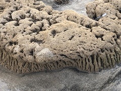 Phragmatopoma caudata