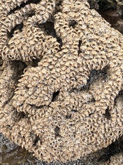 Phragmatopoma caudata