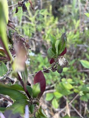 Ampelaster carolinianus