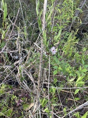 Ampelaster carolinianus