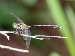 Hemigomphus comitatus