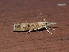 Neodactria luteolellus