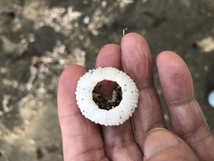 Echinometra lucunter