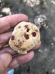 Homotrema rubrum