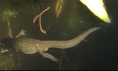 Lissotriton