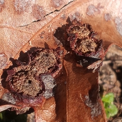 Polystepha symmetrica