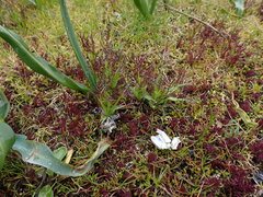 Triphysaria versicolor versicolor