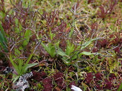 Triphysaria versicolor versicolor