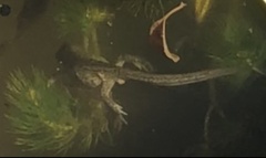 Lissotriton