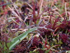Triphysaria versicolor versicolor