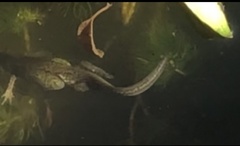 Lissotriton