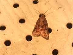 Platynota idaeusalis