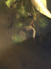 Lissotriton