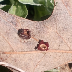 Polystepha symmetrica