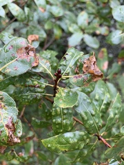Aceria mackiei