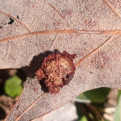 Polystepha symmetrica