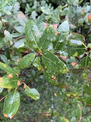 Aceria mackiei