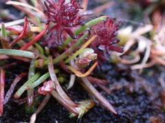 Plantago elongata