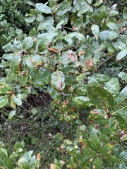 Aceria mackiei
