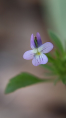 Viola bicolor