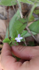 Viola bicolor